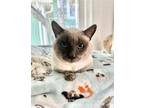 Adopt Lochlan a Siamese, Domestic Short Hair