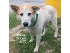 Adopt Stevie a Shepherd, Husky