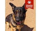 Adopt Young - LOVES people and fetch, potty trained! a German Shepherd Dog