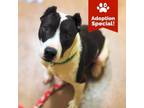 Adopt Buddy- LOVES dogs, people and treats! - $0 Adoption Special!