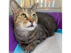 Adopt Bojangles a Domestic Short Hair