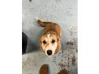 Adopt Atlas a Corgi, Mixed Breed