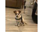 Adopt Dex a Jack Russell Terrier