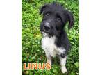 Adopt Linus a Labrador Retriever, Schnauzer
