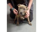 Adopt Stuart a Pit Bull Terrier, Mastiff