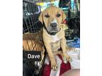 Adopt Dave a Pit Bull Terrier, Mastiff