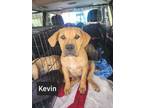Adopt Kevin a Pit Bull Terrier, Mastiff
