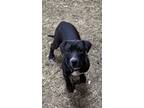 Adopt Bob a Pit Bull Terrier, Mastiff