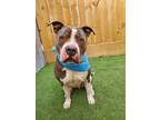 Adopt Tiny a American Staffordshire Terrier