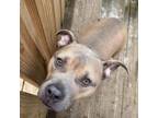Adopt Zeke a Pit Bull Terrier, American Staffordshire Terrier