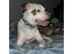 Adopt Coconut a American Staffordshire Terrier