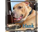 Adopt Hank a Pit Bull Terrier