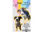 Adopt Rolls a Pit Bull Terrier