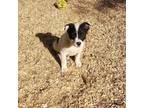 Adopt Sitka a Cattle Dog