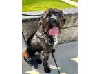 Adopt Midnight-Muppet a Standard Poodle, Boxer