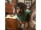 Adopt Zeus (Bonded w/Yappers) a Dachshund