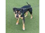 Adopt Bo #gentle-playmate a Rottweiler, American Bully