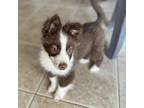 Adopt Hank Keller a Australian Shepherd, Mixed Breed