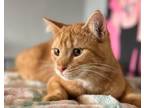 Adopt Muffin a Tabby