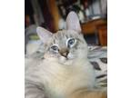 Adopt Romeo a Domestic Short Hair, Siamese