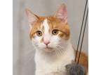 Adopt Felix a Tabby