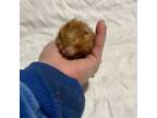 Adopt Poopsie a Hamster