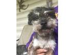 Adopt Teddy a Yorkshire Terrier