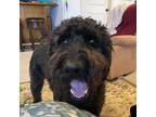 Adopt Charger (courtesy listing) a Labradoodle