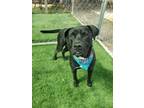 Adopt Knox a Pit Bull Terrier, Labrador Retriever