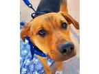 Adopt Judson a Labrador Retriever, German Shepherd Dog