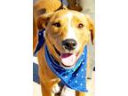 Adopt Winston a Labrador Retriever, German Shepherd Dog