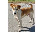 Adopt Jacob a Beagle, Jack Russell Terrier
