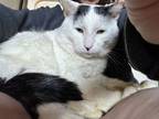 Adopt Domino a American Shorthair