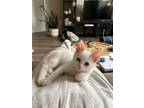 Adopt Sweet deaf kitten a Turkish Van, Domestic Short Hair