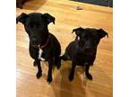 Adopt Jada & Archie - *COURTESY POST* a Black Labrador Retriever