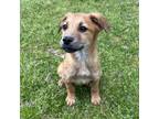 Adopt Toby -MA/RI/CT Eligible a Labrador Retriever