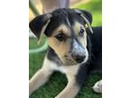 Adopt Buck a Australian Shepherd, Australian Cattle Dog / Blue Heeler