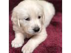Golden Retriever Puppy for sale in Carrsville, VA, USA