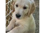 Golden Retriever Puppy for sale in Carrsville, VA, USA