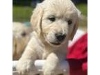 Golden Retriever Puppy for sale in Carrsville, VA, USA