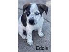 Adopt Eddie a Terrier