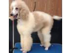 Mutt Puppy for sale in Ironton, MO, USA