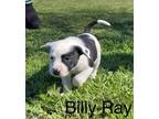 Adopt Billy Ray a Terrier