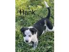 Adopt Hank a Terrier