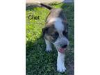 Adopt Chet a Terrier