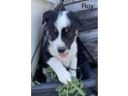 Adopt Roy a Terrier