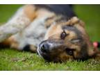 Adopt Latte a German Shepherd Dog, Border Collie