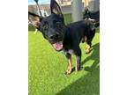 Adopt Grit a German Shepherd Dog