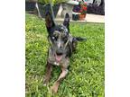 Adopt Cairo a Catahoula Leopard Dog