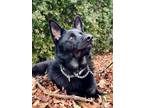 Adopt Zeke *COURTESY POST* a German Shepherd Dog